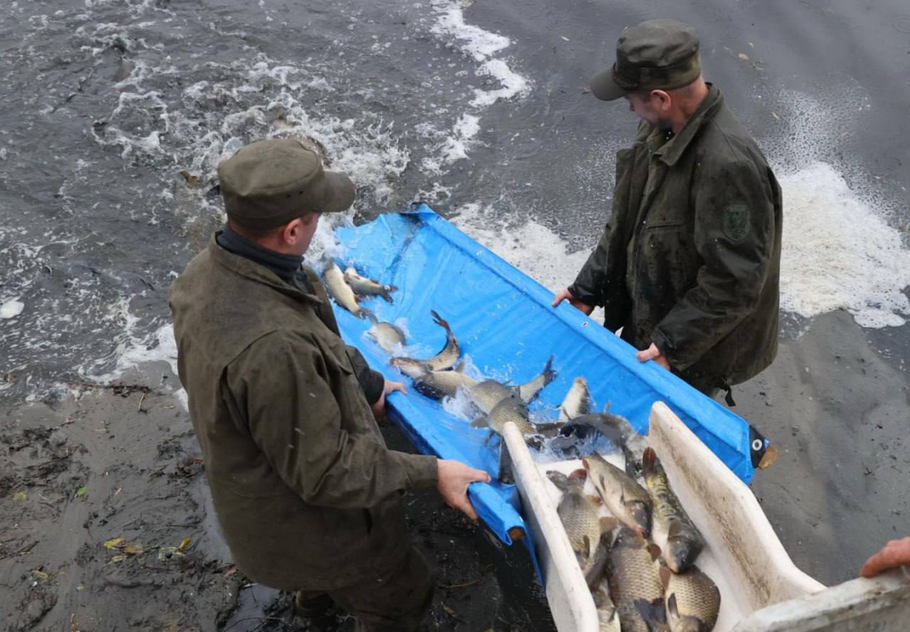 Зарыбление водоёма
