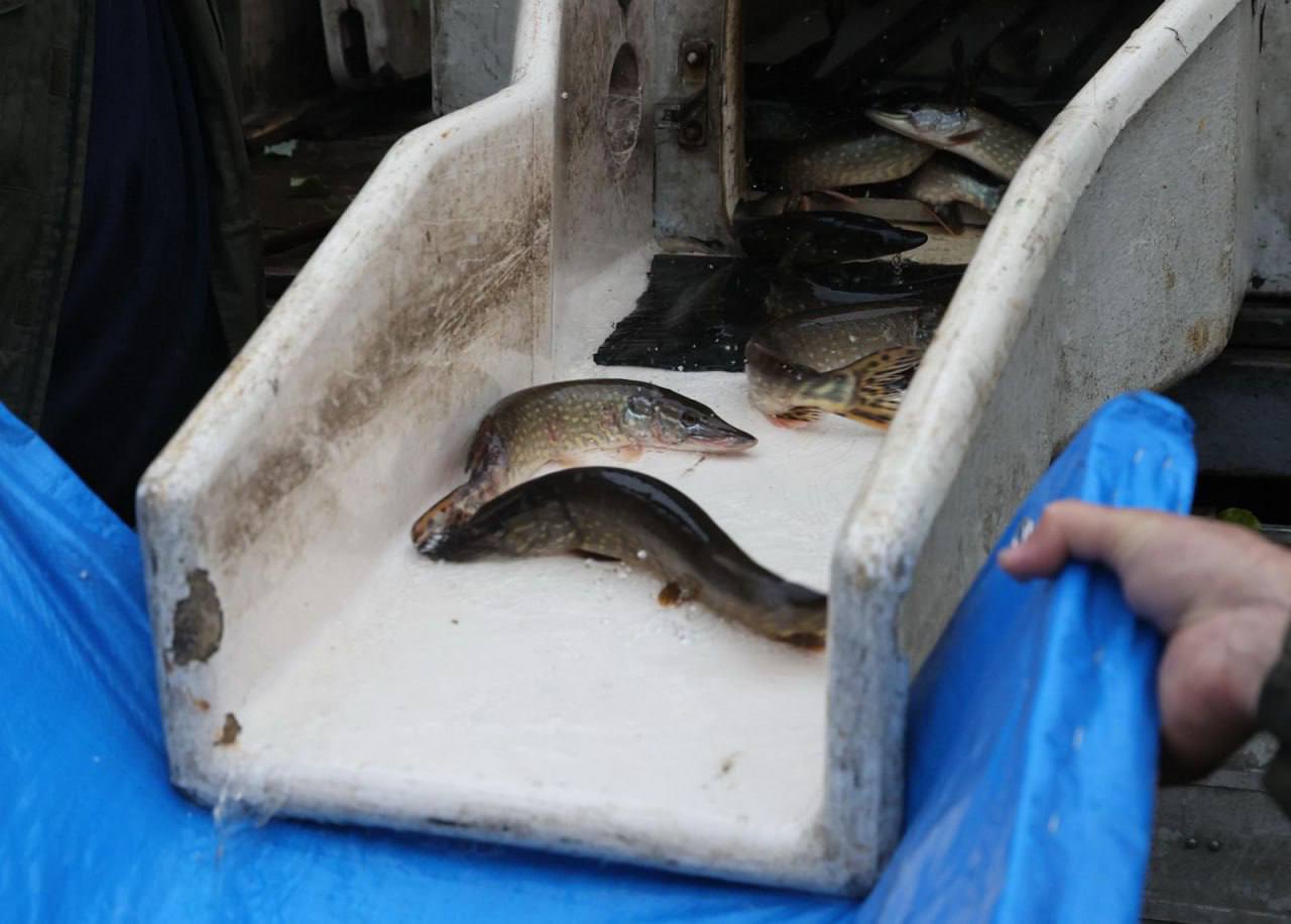 Зарыбление водоёма