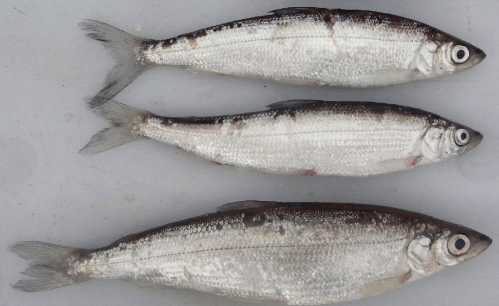 За вылов ряпушки можно получить крупный штраф ряпушка