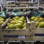 груши с фур задержанных на границе