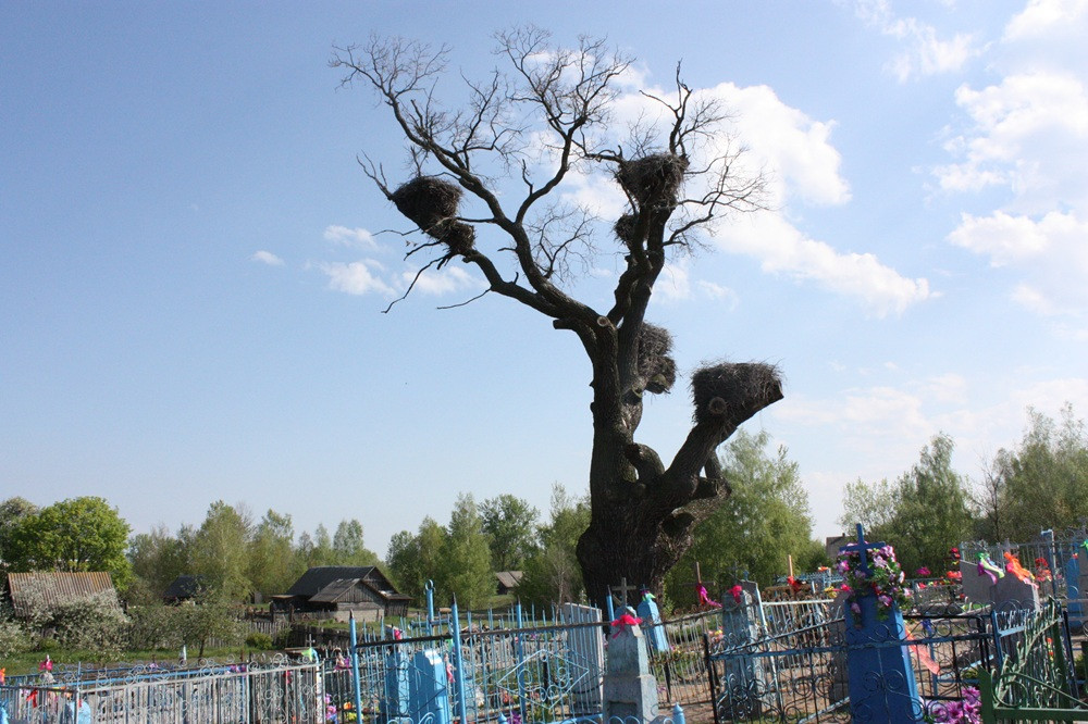 Оброво Ивацевичи