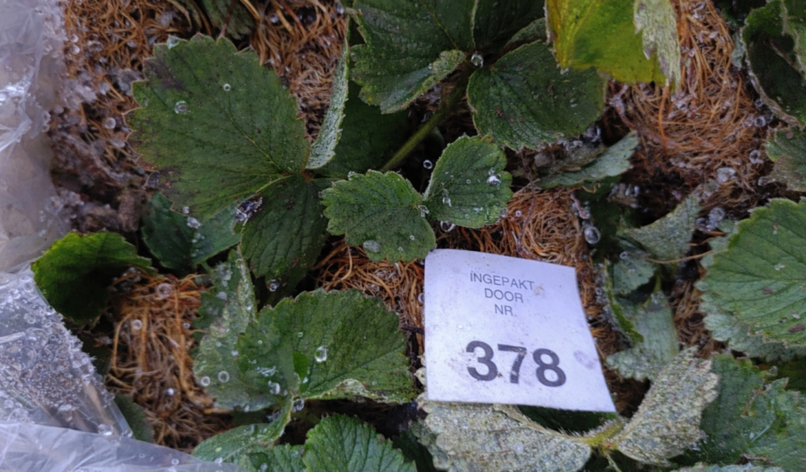 Незаконный ввоз саженцев земляники через польско-белорусскую границу – партия растений с заниженной стоимостью