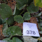 Незаконный ввоз саженцев земляники через польско-белорусскую границу – партия растений с заниженной стоимостью