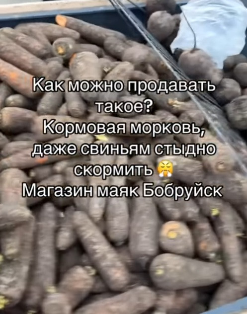 Морковь в Бобруйске
