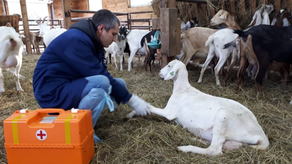 Деревенский ветеринар осматривает козу в хозяйстве – помощь животным в сельской местности.