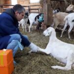 Деревенский ветеринар осматривает козу в хозяйстве – помощь животным в сельской местности.