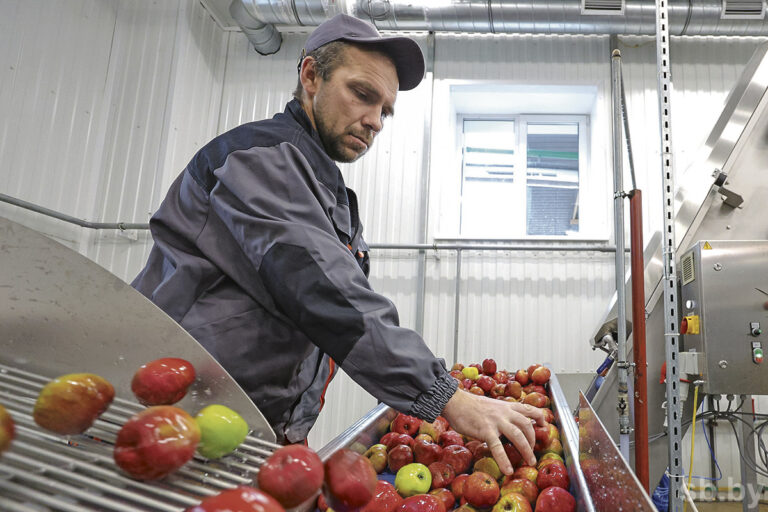 Минский бизнес в Шарковщине. Как программа «Один район – один проект» работает на практике яблоки