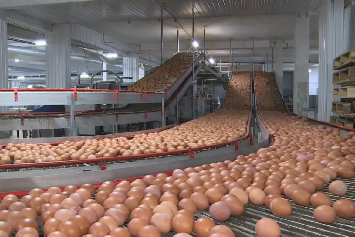 Белорусская продукция на производственной линии – яйца на предприятии пищевой промышленности