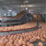 Белорусская продукция на производственной линии – яйца на предприятии пищевой промышленности