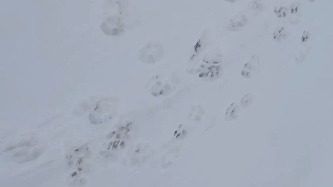 Волчьи тропы