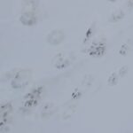 Волчьи тропы