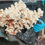 Кусок рифа вместо магнитика – коралл изъяли у белоруски на границе в Тересполе