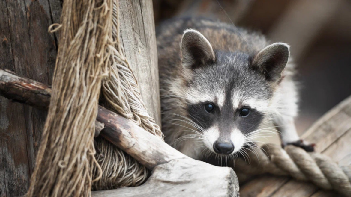 Енот Есения в парке животных в Барановичах после переезда из США