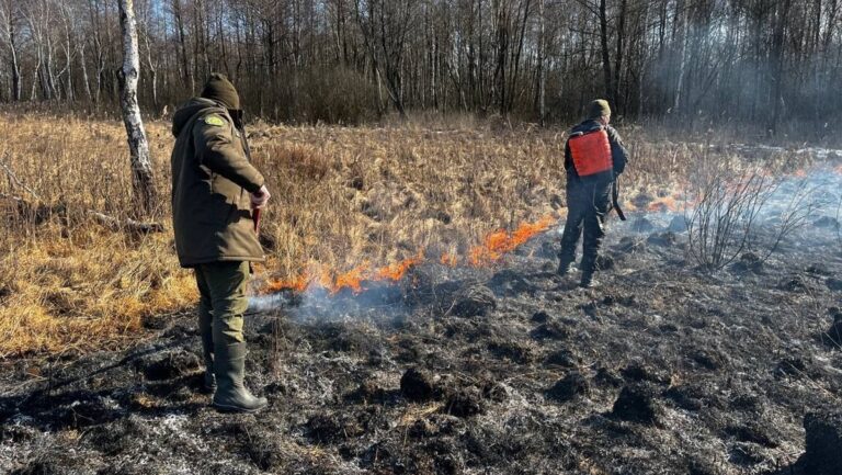 Зачем лесхоз сжигал траву в заказнике «Споровский» Контролируемые палы