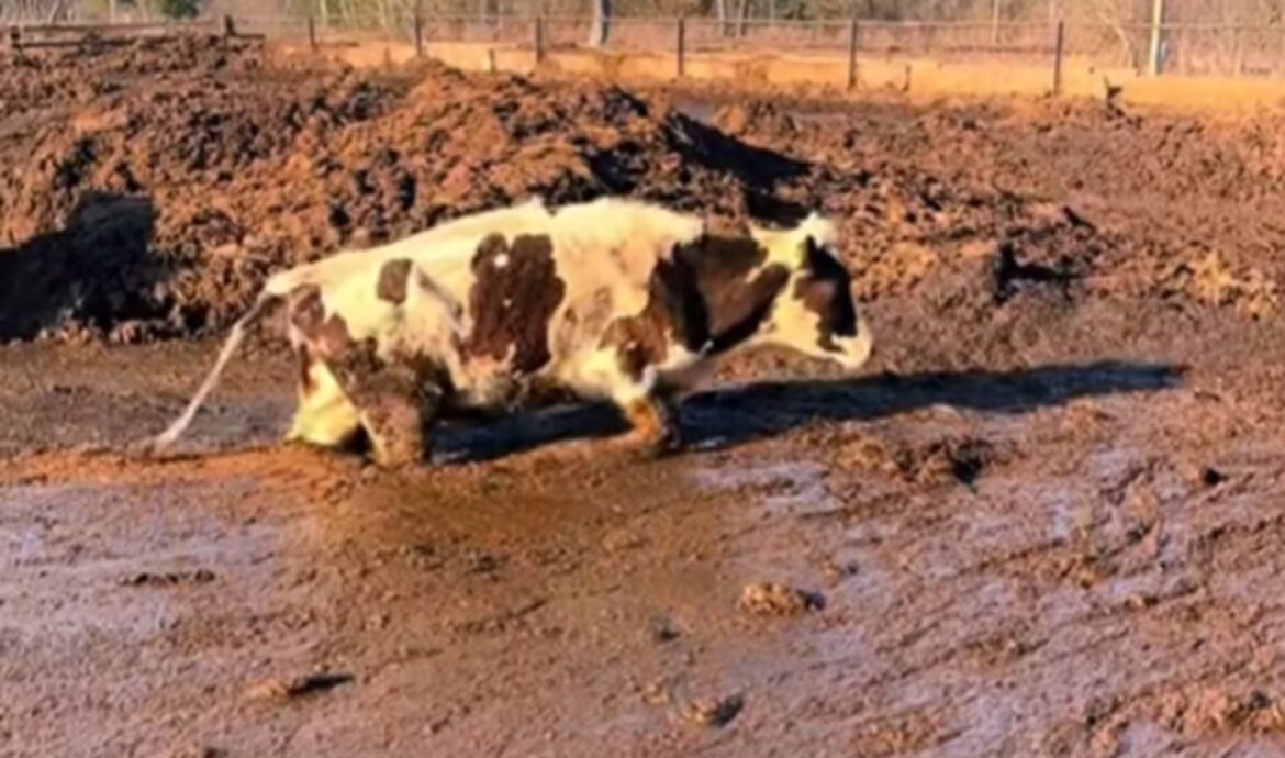 Коровы в навозе