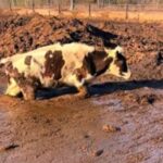 Коровы в навозе