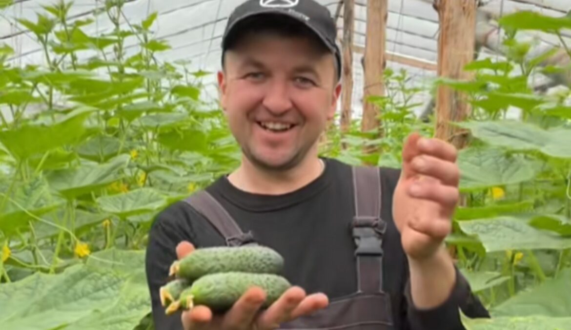 Первые огурцы показал фермер