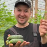 Первые огурцы показал фермер