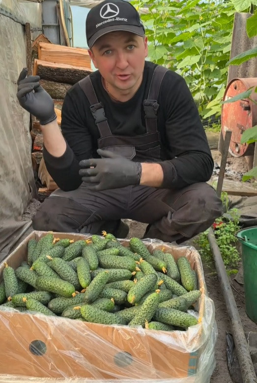 Первая коробка огурцов