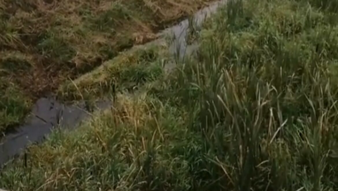 Река зарастает