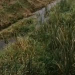 Река зарастает