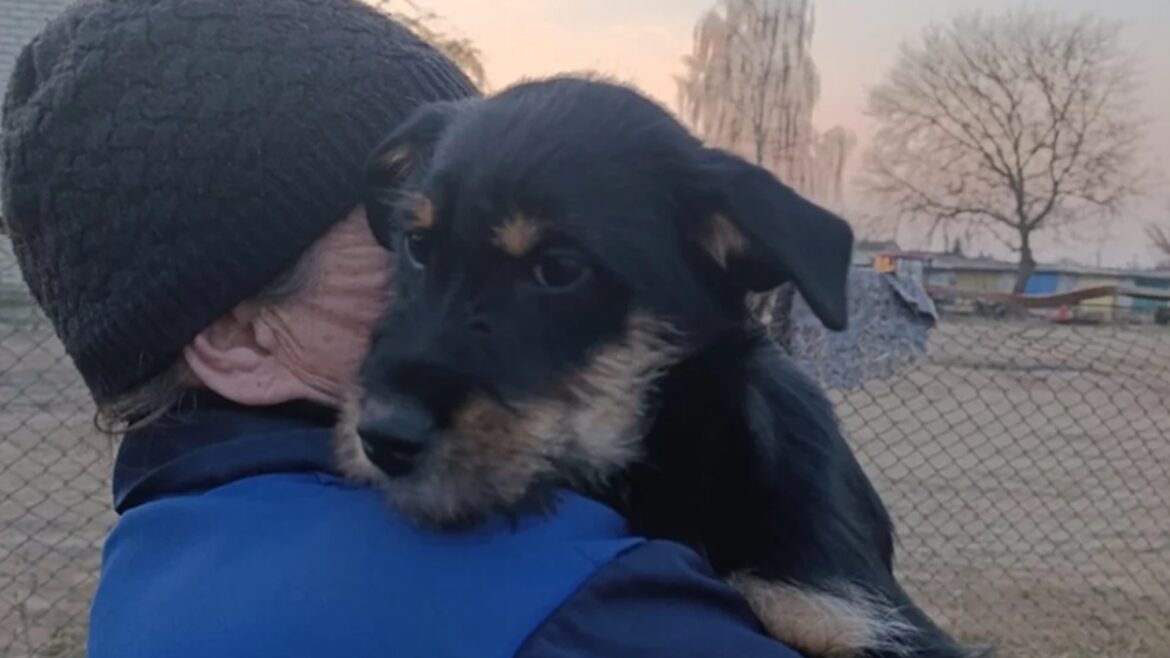 Собака Пружаны