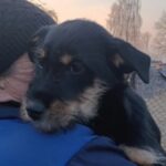 Собака Пружаны