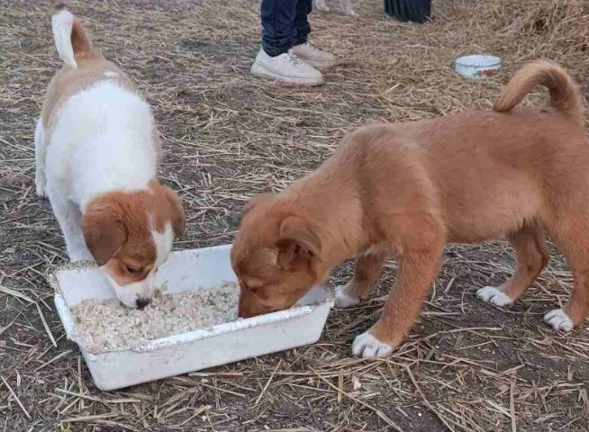 Собаки в отлове в Пружанах