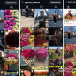 Торговали тюльпанами