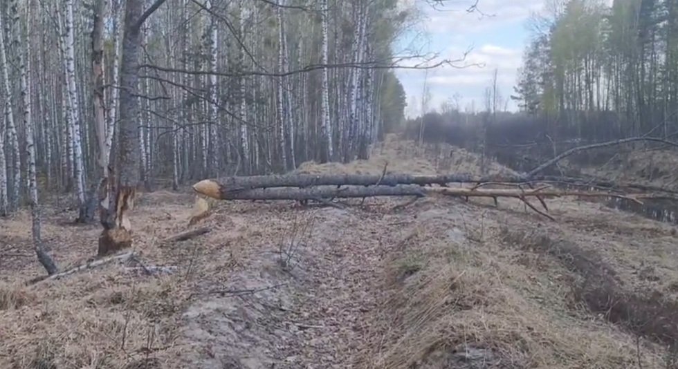 Бобры Дрыгва