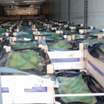 груши с поддельными документами – партия фруктов в грузовике