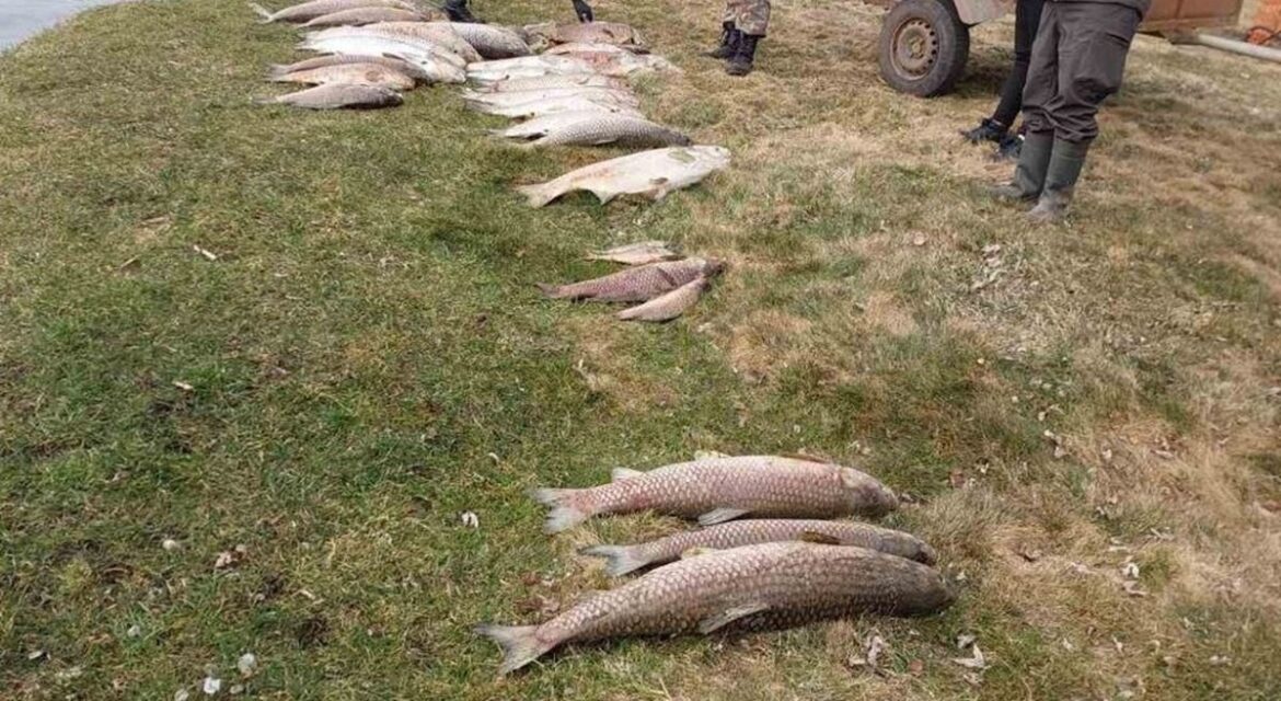 Мор рыбы в Дзержинском районе