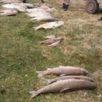 Мор рыбы в Дзержинском районе