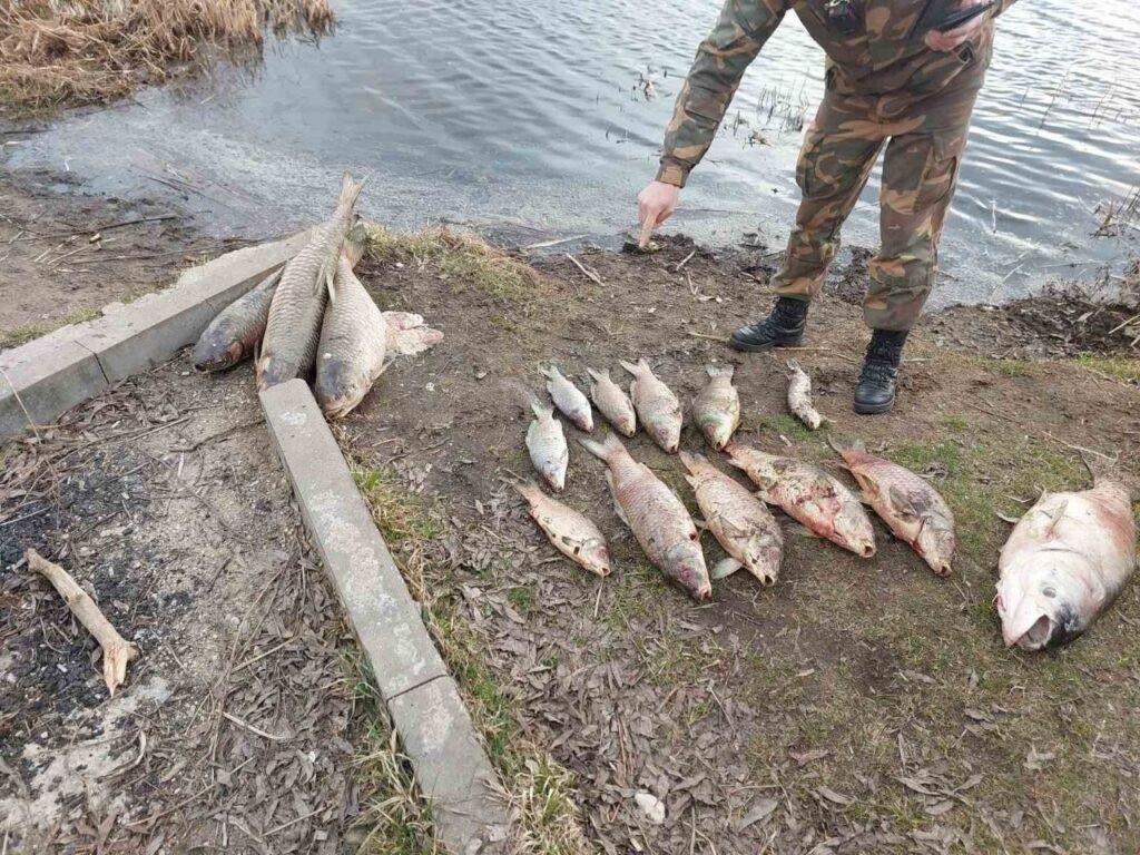 Мор рыбы в Дзержинском районе