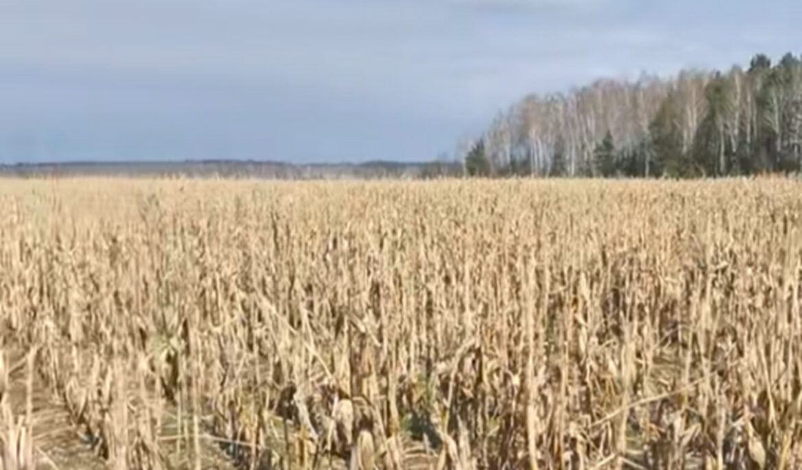 Поле кукурузы