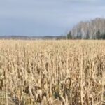 Поле кукурузы