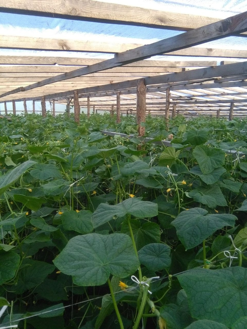 Теплица Виталия в Ольшанах