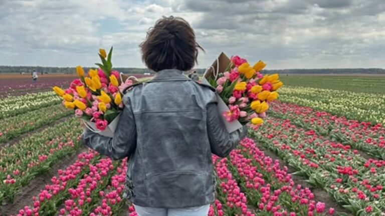 Со скандалом начались туры в тюльпановые поля на Полесье Тюльпановые поля