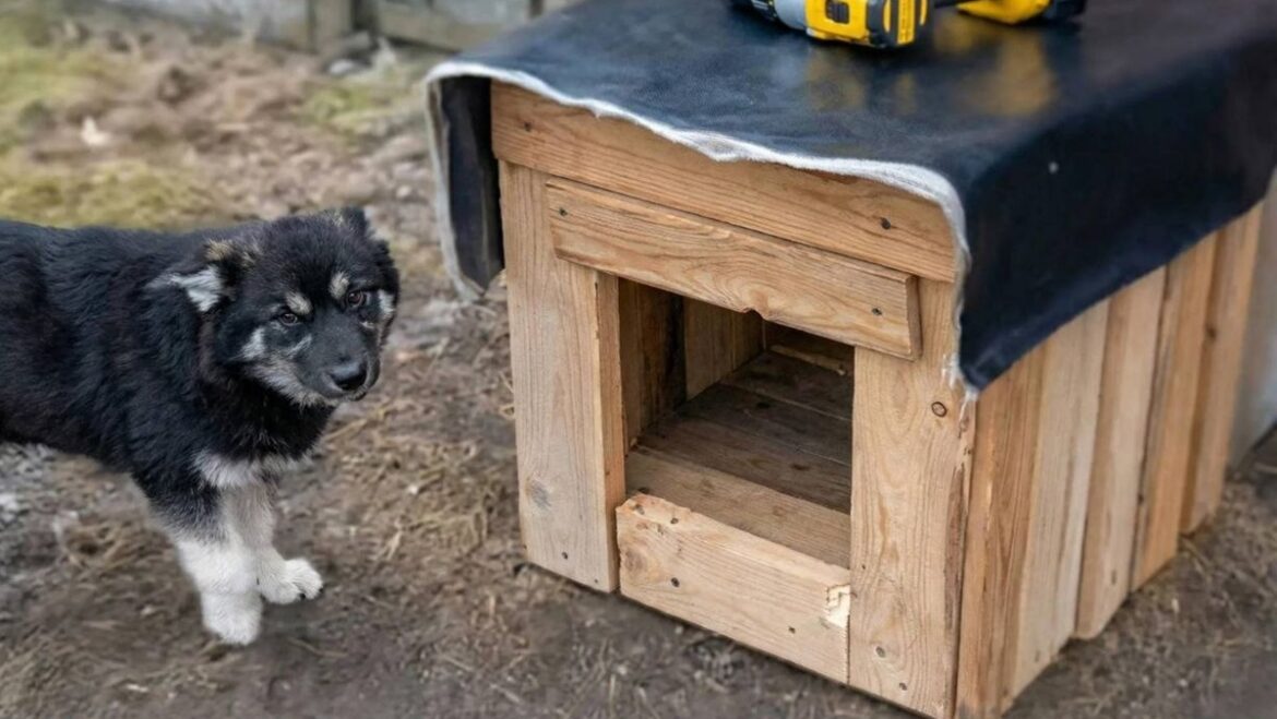 Жуля собака Пинск