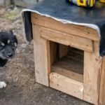 Жуля собака Пинск