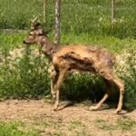 Косуля