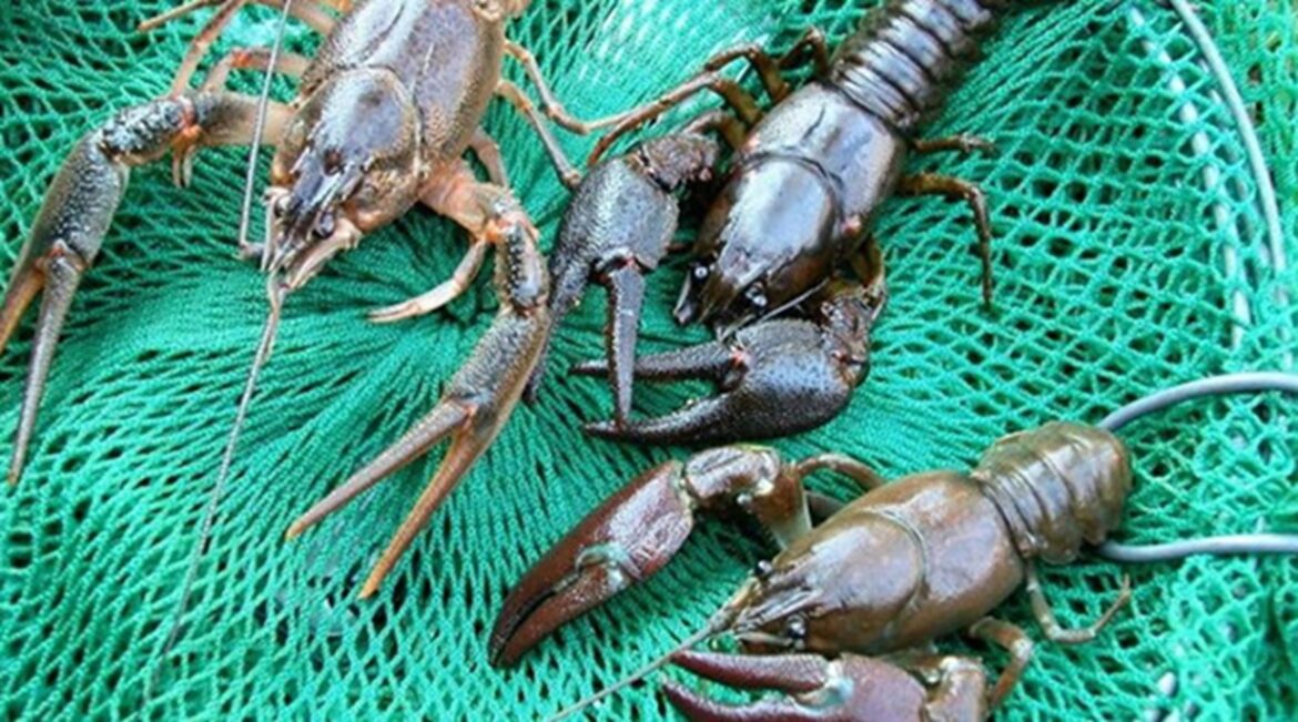 6000 рублей за ловлю раков: в чём нюанс этой вакансии в Беларуси Ловля раков