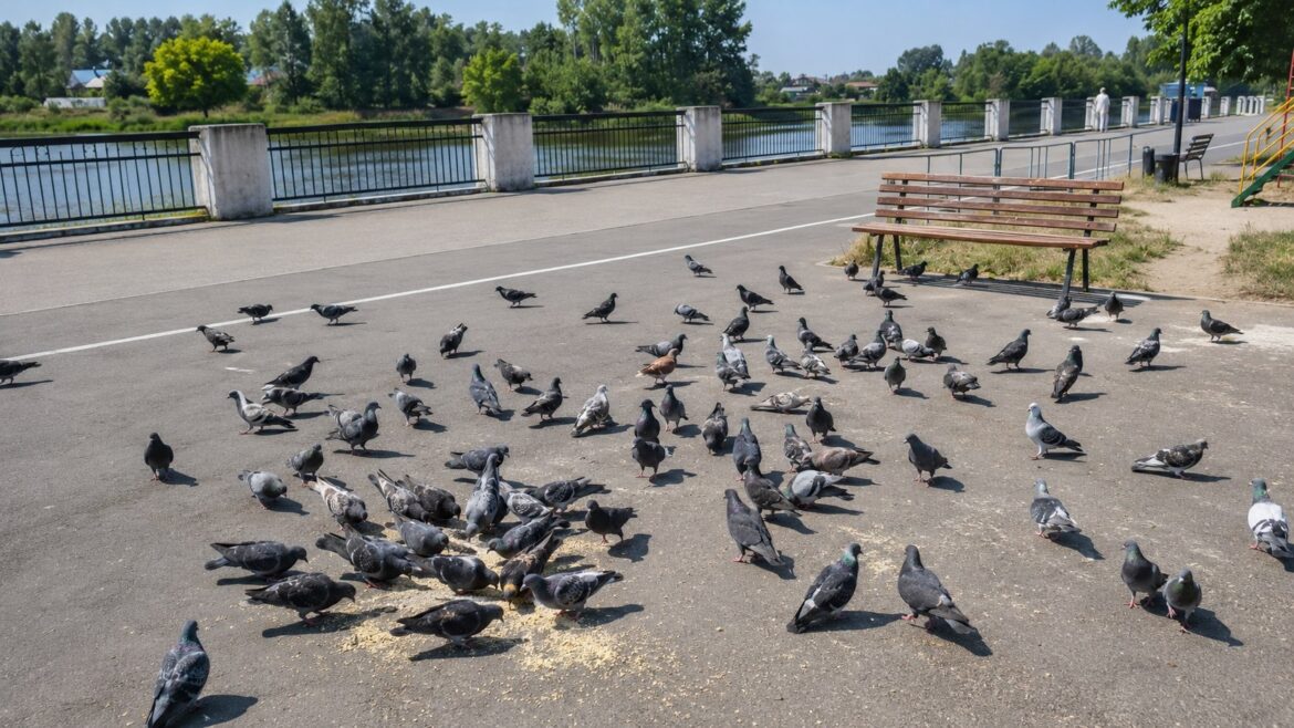 кормление голубей в Пинске