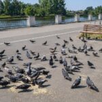 кормление голубей в Пинске