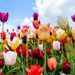 продажа тюльпанов за границу