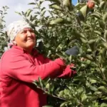 запасы овощей на зиму