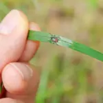 укус клеща