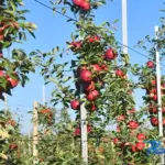«Яблоневый посад» собирает яблоки для трёх городов